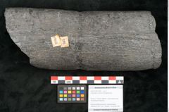 Foto (Objekt + Etikett) von Calamites communis Ettingshausen (NHMW-GEO-2024-0188-10969)